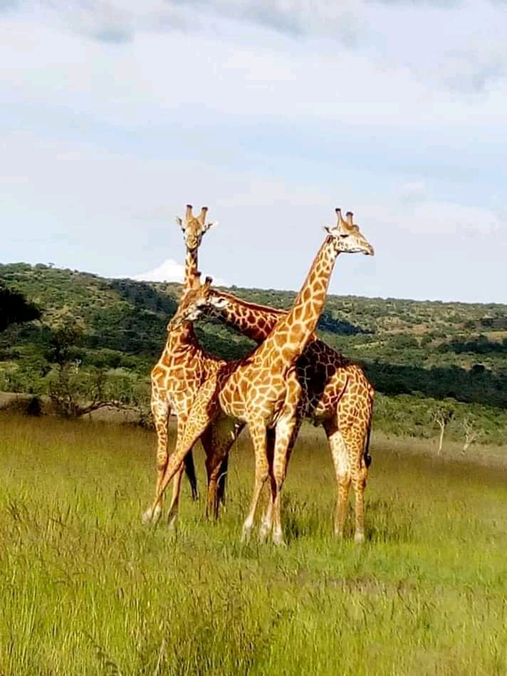 LION SAFARIS